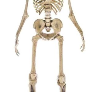 Home Accents 12 ft. Giant-Sized Skeleton with LifeEyes NO250058